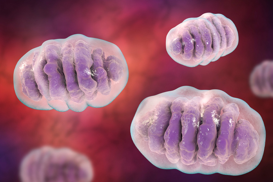 What is Mitochondria and How it Relates to Your Overall Health?