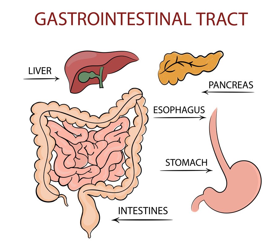 Gastrointestinal tract diagram - Light Lounge.