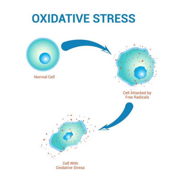 A diagram of oxidative stress - reduce with help from Light Lounge.
